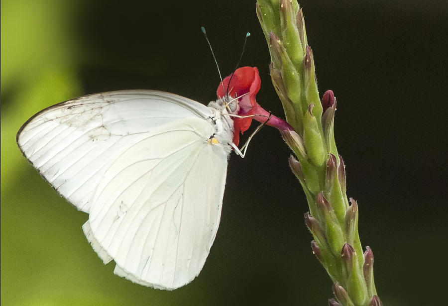 Nectar Photograph by Don Durfee