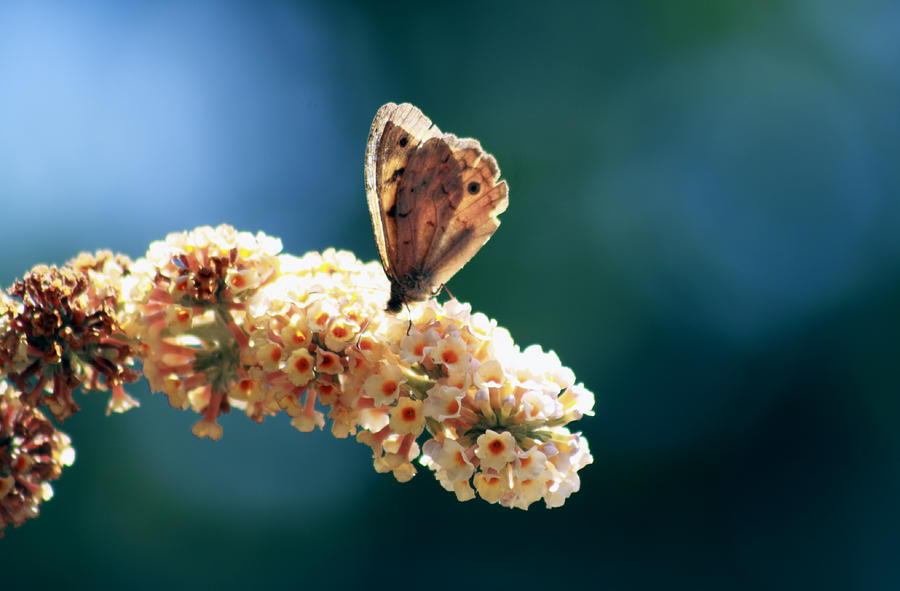 Nectar Photograph by Margaret Hormann Bfa