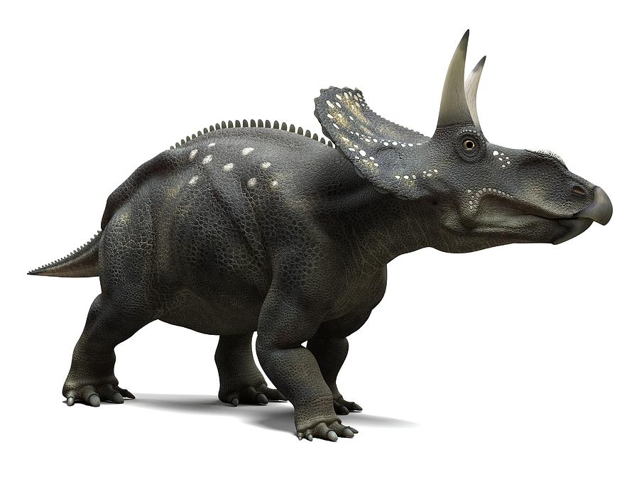 Nedoceratops Dinosaur, Artwork Photograph by Sciepro