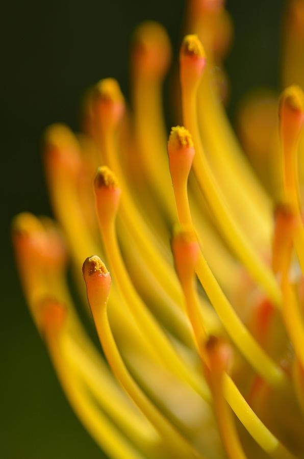 Leucospermum Photograph - Needles and Pins by Herman Meyer