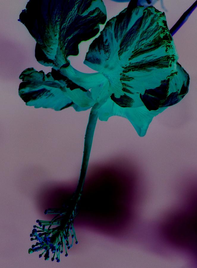 Negative Flower Photograph by Elizabeth Doran Fine Art America