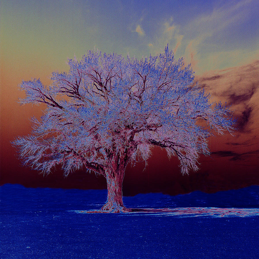 Negative Tree Photograph by T R Maines
