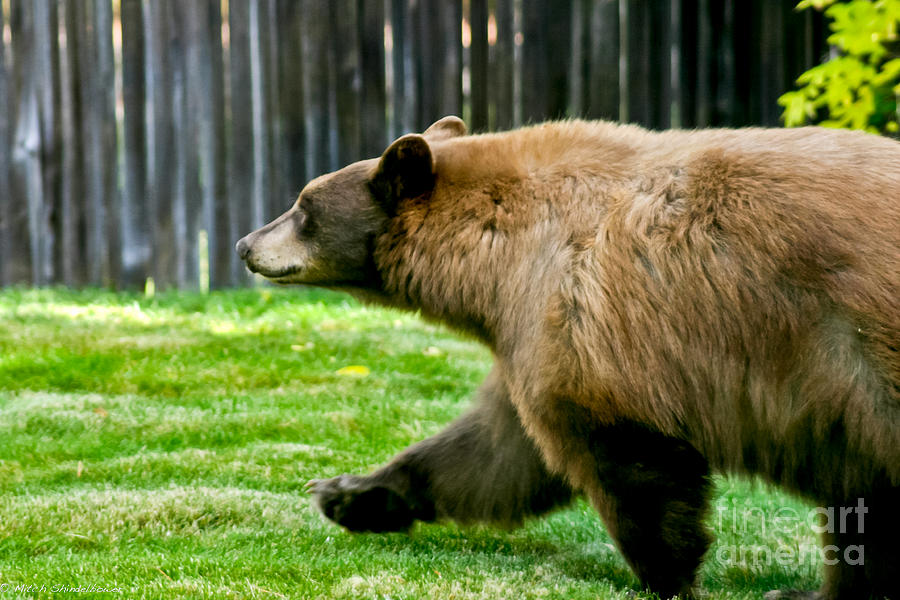 Neighborhood Bear Photograph by Mitch Shindelbower Fine Art America