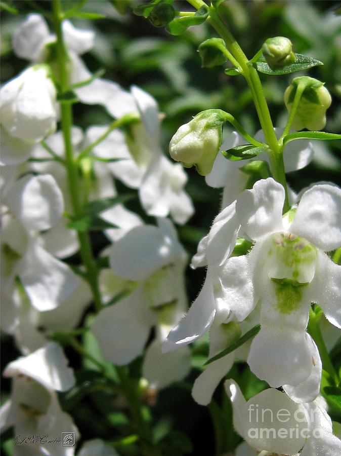 Nature Photograph - Nemesia named Poetry White by J McCombie