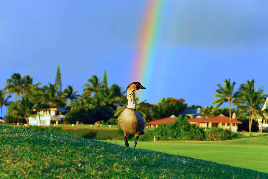 Nene at the End of the Rainbow Photograph by Lynn Bauer