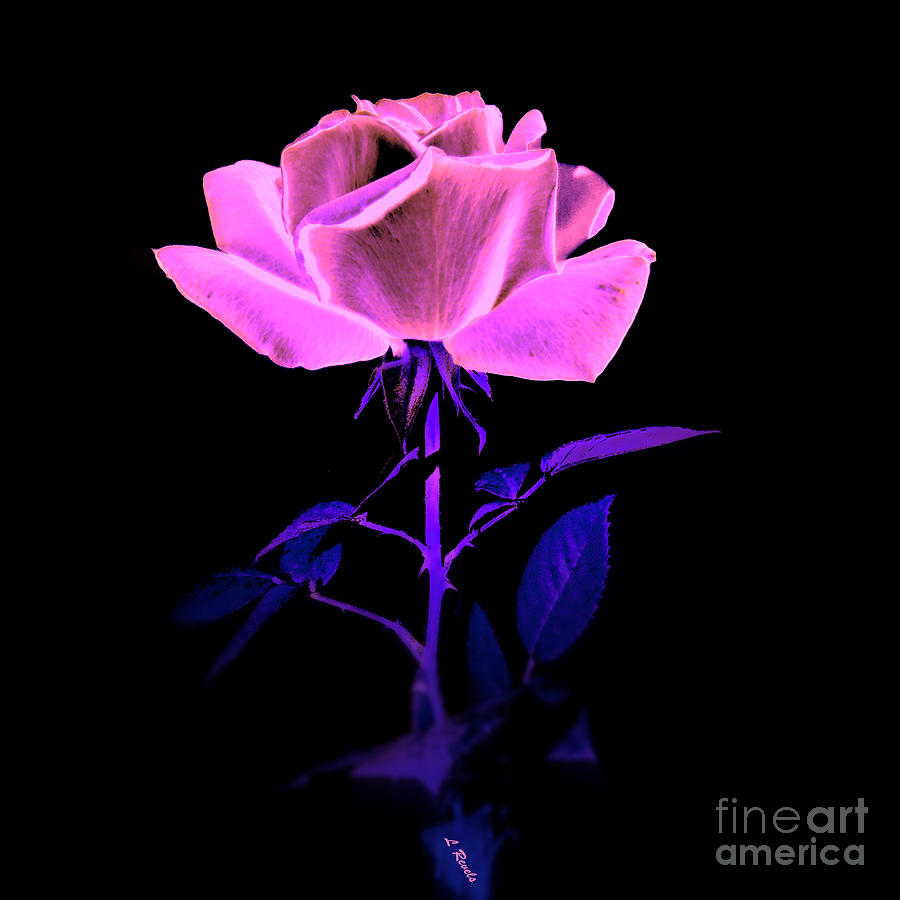 Neon Rose Photograph by Leslie Revels