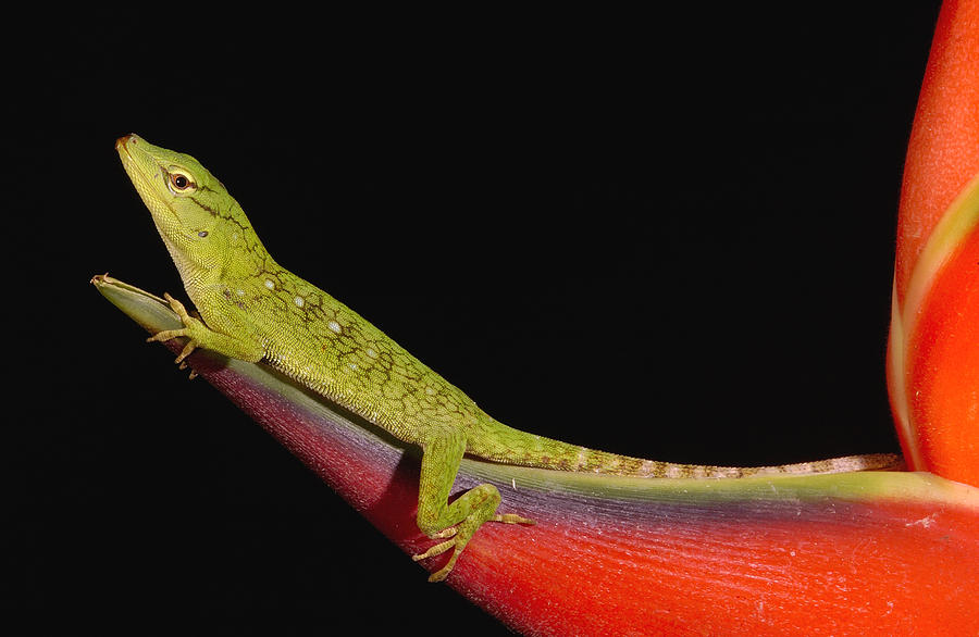 Neotropical Green Anole Anolis Photograph by Pete Oxford