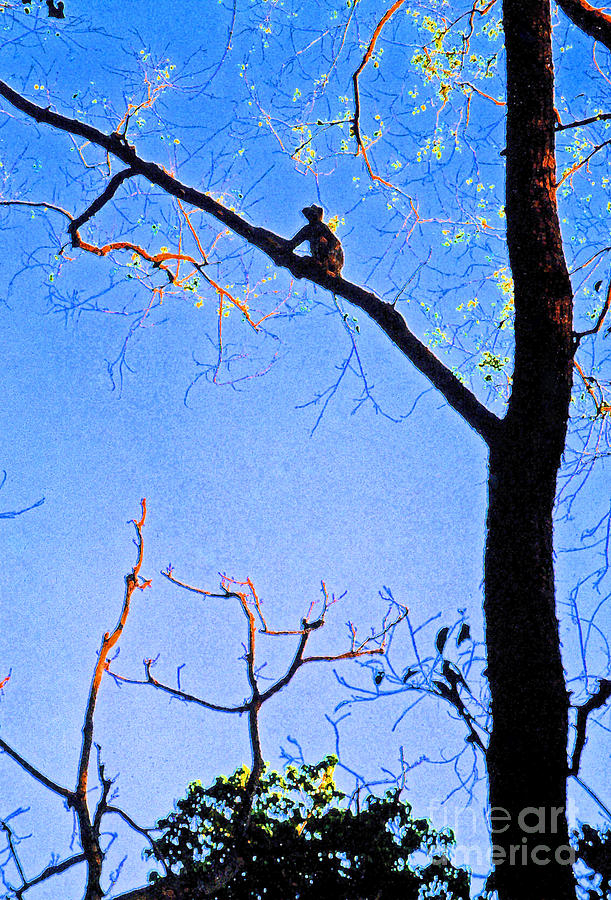 Abstract Photograph - Nepal Monkey Watching by First Star Art