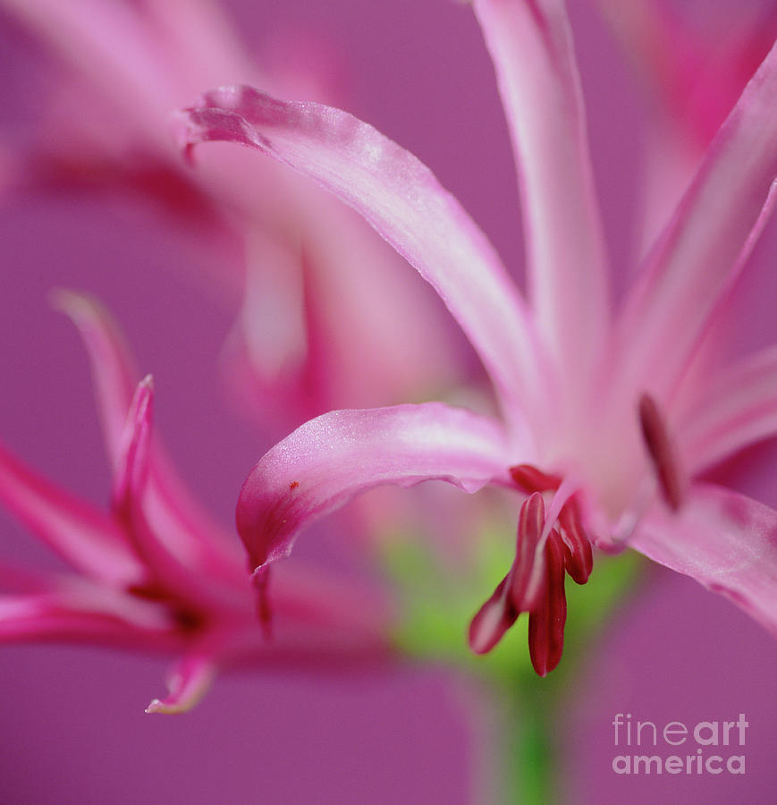 Nature Photograph - Nerine Flowers by Cristina Pedrazzini