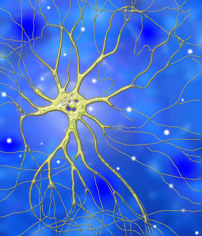 структурно-функциональная характеристика нейронов. став нейроны. нейроны синапсы аксоны. соматические нейроны. последняя нервная клетка.