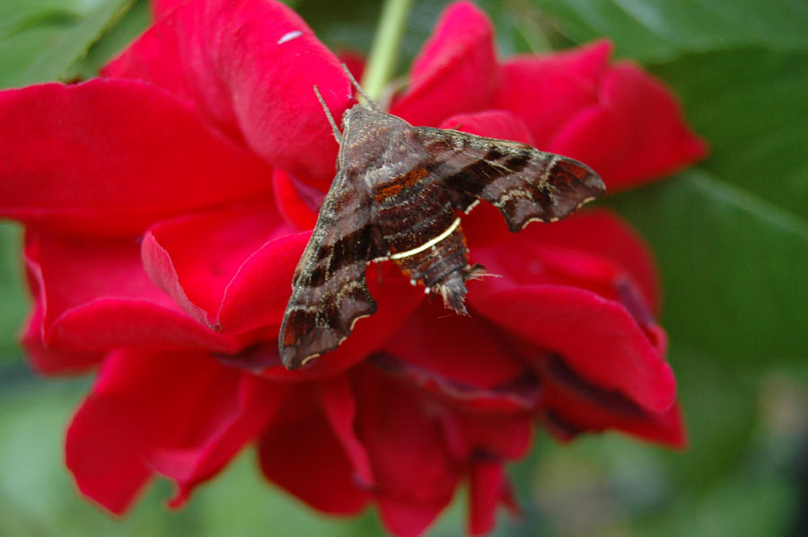 Nessus Sphinx Moth on Red Rose Photograph by Tom Wurl