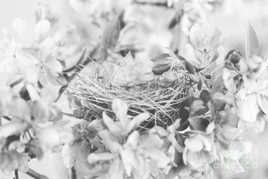 Nest in Black and White Photograph by Stephanie Frey