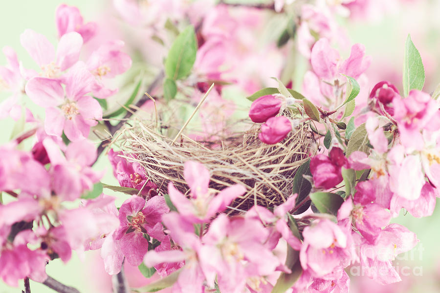 Flower Photograph - Nest in Soft Pink by Stephanie Frey
