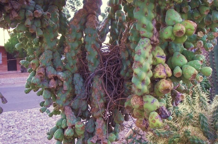 Nest in the Pricklys Photograph by Jayne Kerr 
