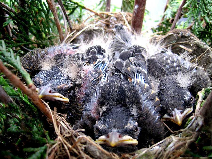 Nest Photograph