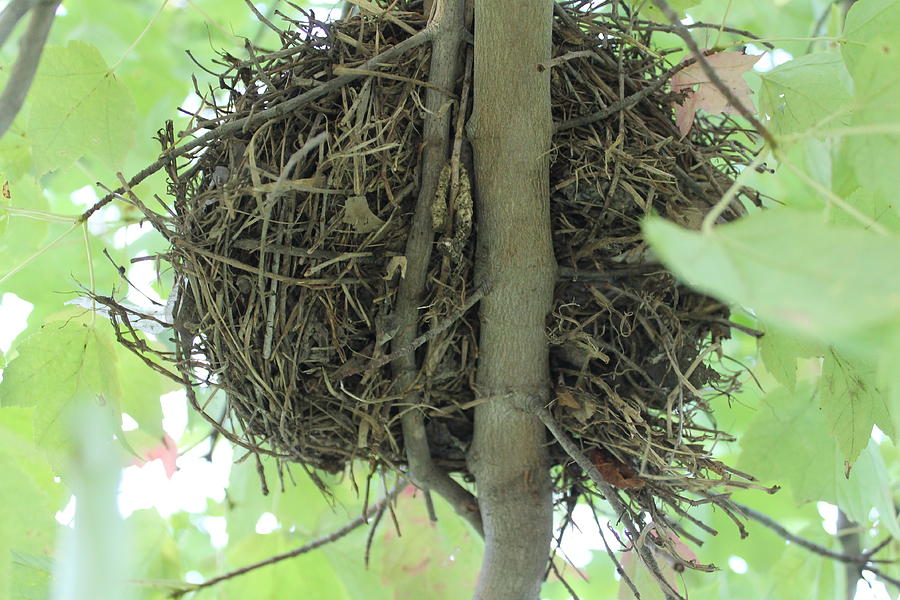 Tree Photograph - Nest by Rebecca Frank