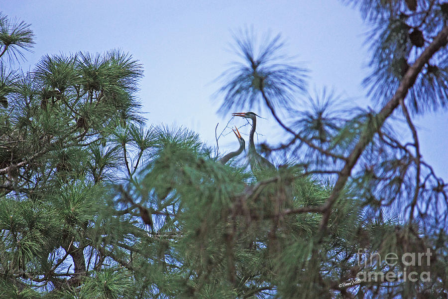 Nesting Blue Herons Photograph by Terri Mills