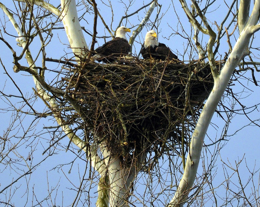 Nesting Photograph by Brian Stevens