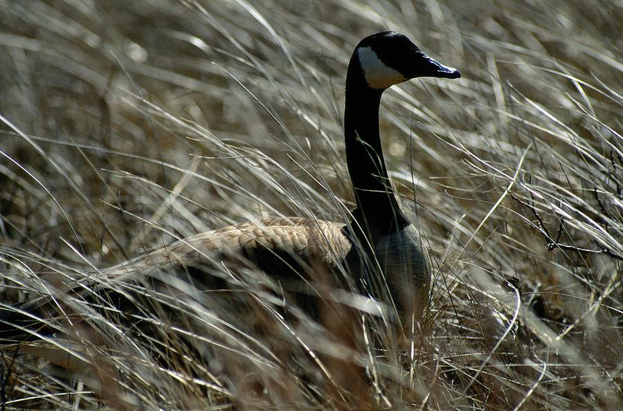 Nesting Canada Goose Branta Canadensis Photograph by Raymond Gehman