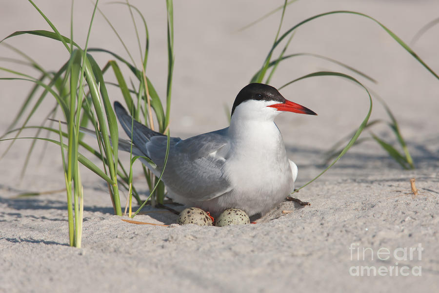 Nesting Common Tern Photograph by Clarence Holmes