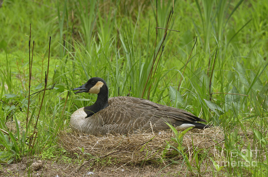 Nesting Photograph by Donna Brown