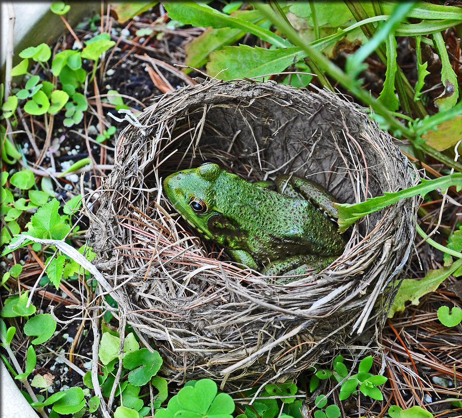 Nesting Frog Photograph by Brittany Horton