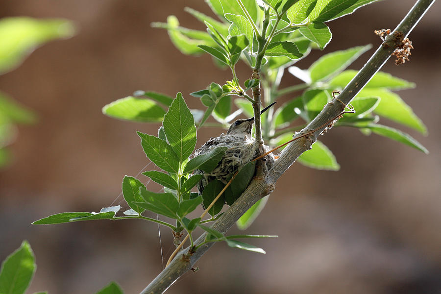 Nesting Hummingbird Photograph by Wendi Curtis
