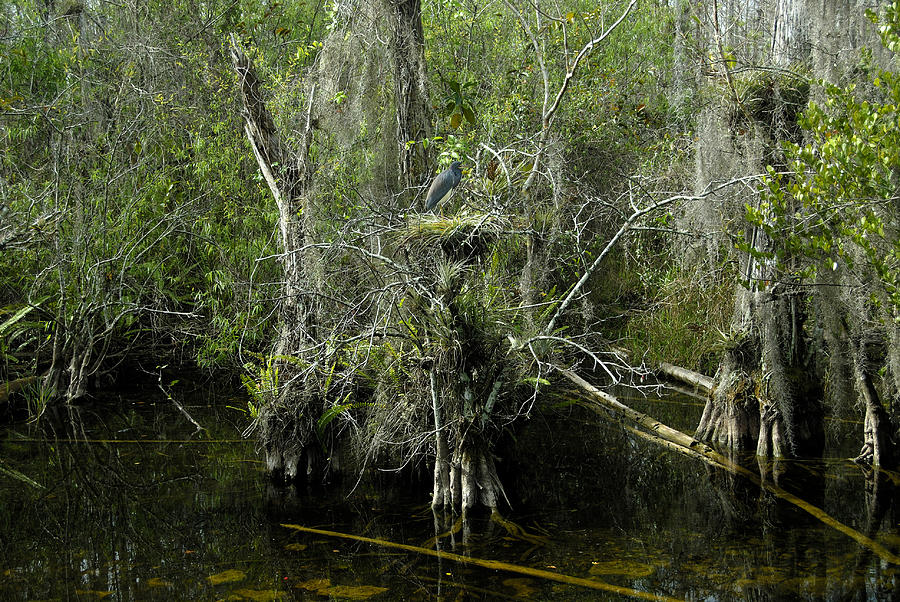 Nesting in Big Cypress Photograph by David Lee Thompson