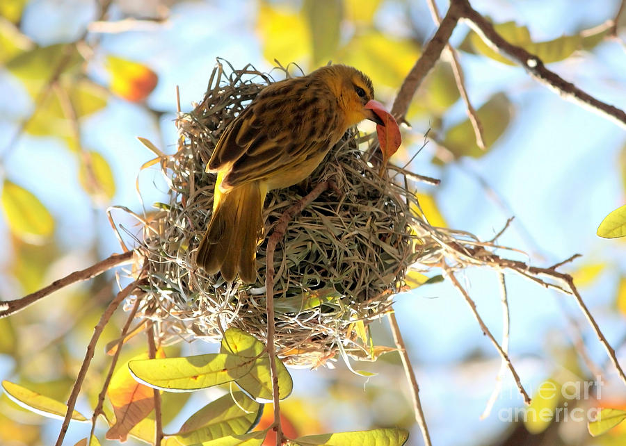 Nesting Instinct Photograph by Carol Groenen