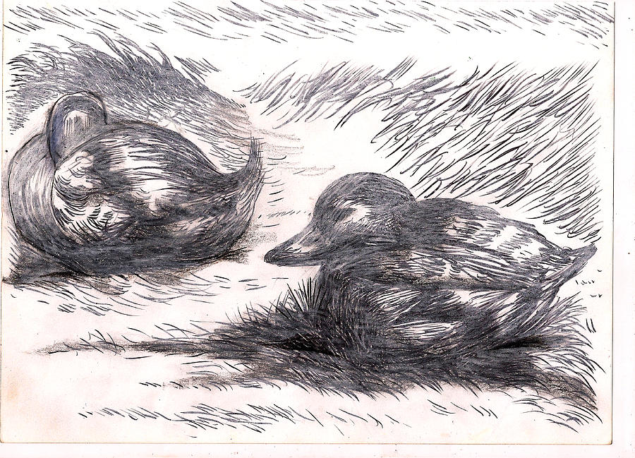 Abstract Drawing - Nesting Mallards by Al Goldfarb