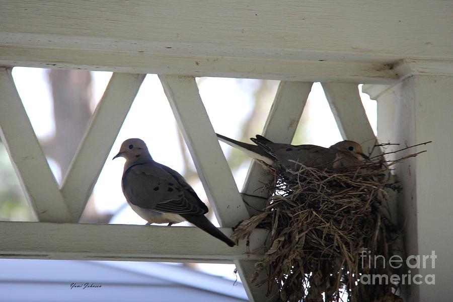 Nesting Mourning Dove Photograph by Yumi Johnson