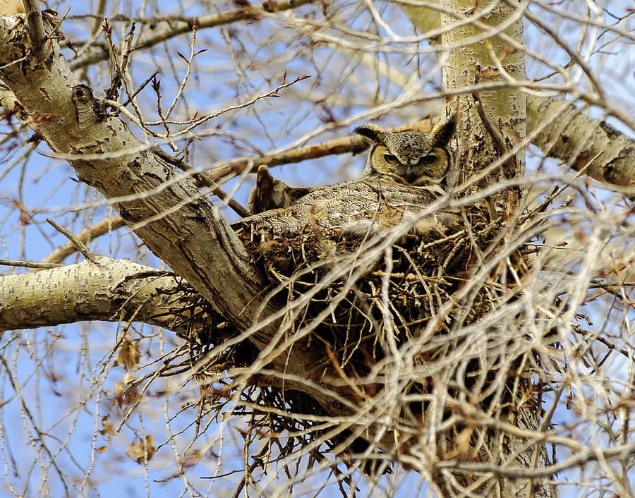 Nesting Owl  Photograph by Stephen Johnson