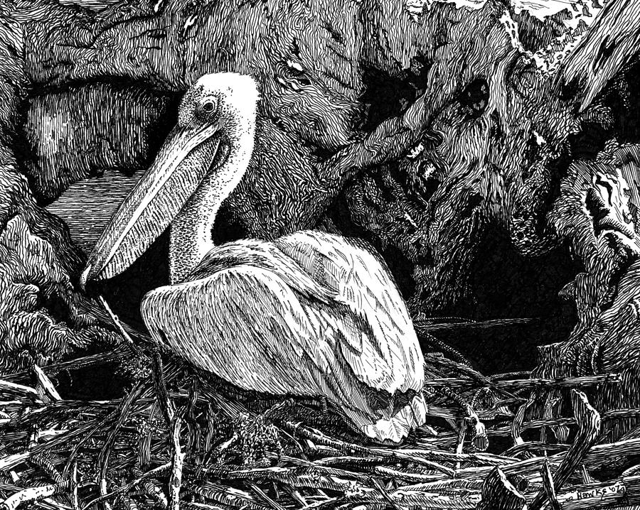 Pelican Drawing - Nesting Pelican by Douglas Hawks