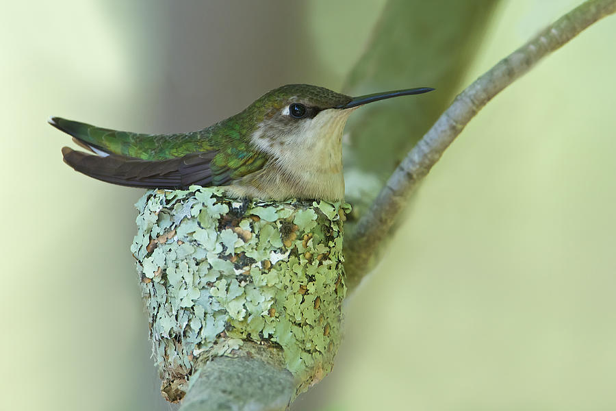 Nesting Ruby-Throated Photograph by Dale J Martin