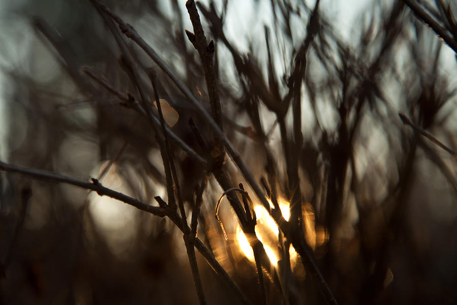 Tree Photograph - Nesting Sun by Sue OConnor