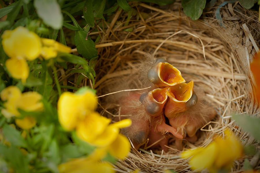 Nesting Trio Photograph by Joye Ardyn Durham