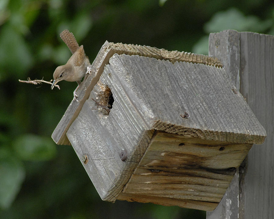 Nesting Wrens Photograph by Don Wolf