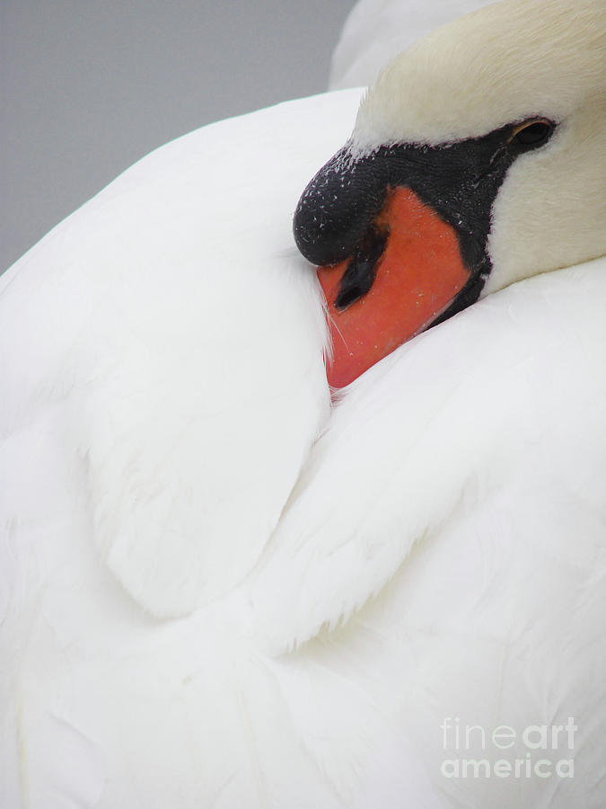 Swan Photograph - Nestled by Mark Holbrook