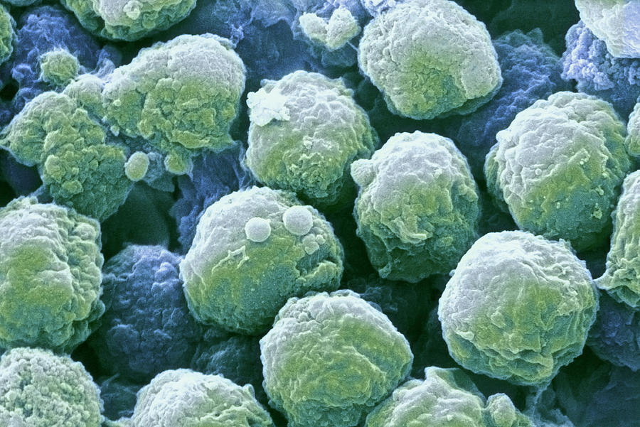 Neutrophil White Blood Cells, Sem Photograph by David Mccarthy - Pixels