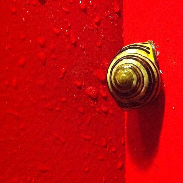 Snails Photograph - Never A Shortage Of #snails Back Here by Katie Cupcakes