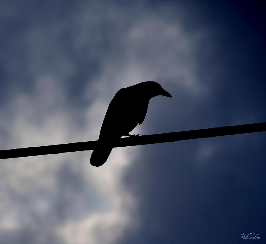 Raven Photograph - Never More Never More by Maria Urso