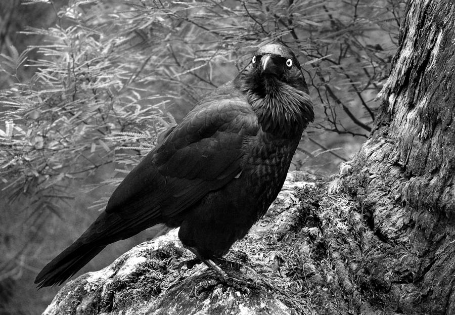Raven Photograph - Nevermore - Black and White by Michelle Wrighton