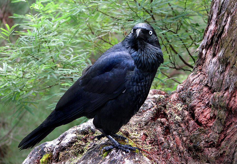 Raven Photograph - Nevermore by Michelle Wrighton