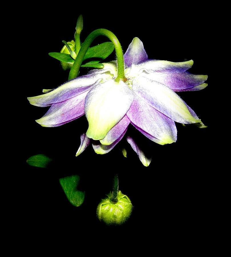 New Bloom At Night Photograph by Kim Galluzzo Wozniak