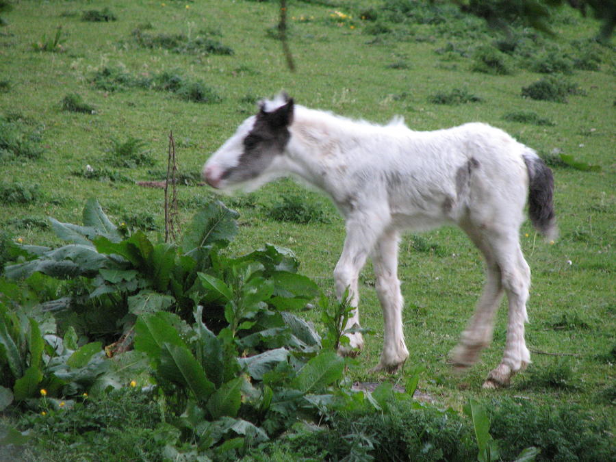 Animal Photograph - New-born baby foal in the wild Irish countryside by Joseph Doyle