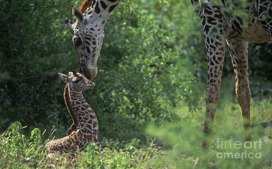 New Born Giraffe - Lake Manyara NP Tanzania Photograph by Craig Lovell