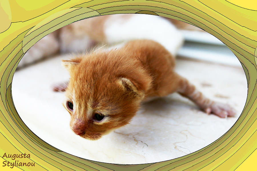 New Born Kitten Photograph by Augusta Stylianou