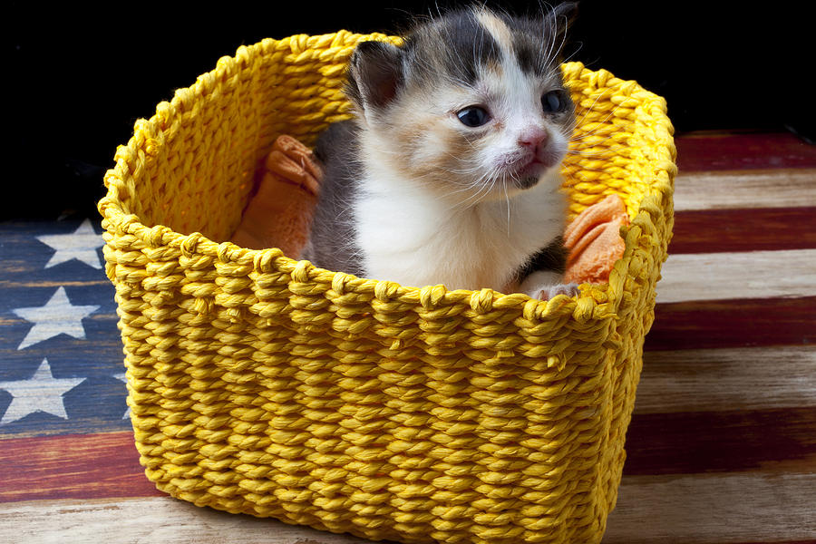 New born kitten Photograph by Garry Gay