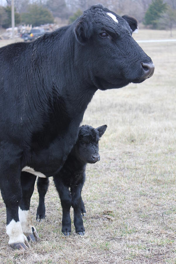 Nature Photograph - New Calf and Mama Cow by Sheri Simmons