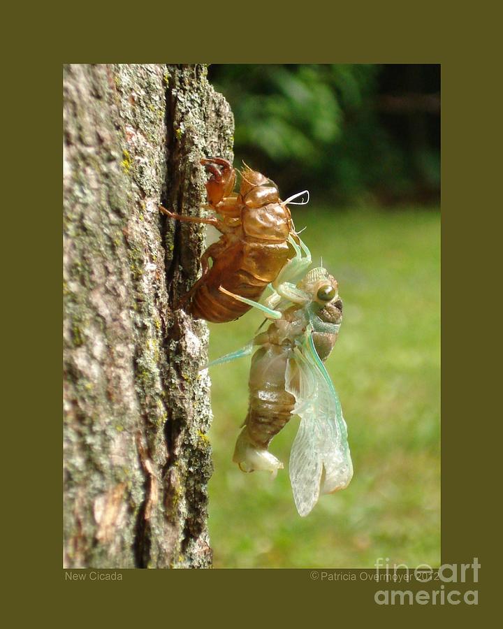 New Cicada Photograph by Patricia Overmoyer